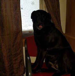 Meet your Posher, Donald